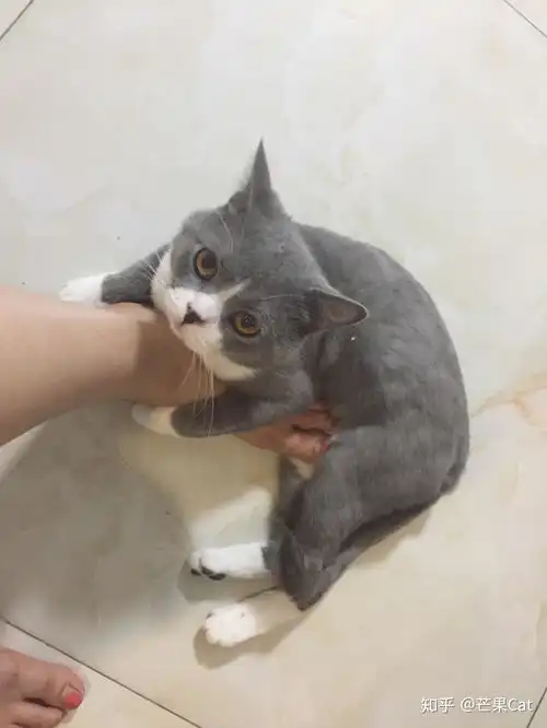 给猫孩子们拍照是什么心情