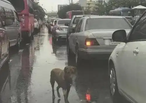 雨中堵车,狗狗挨个车子趴窗户,知道原因后,打开车窗让它看