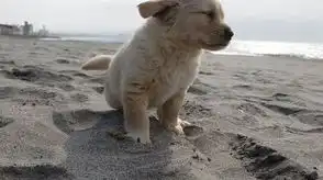 各类狗狗你来猜特别加长版ko
