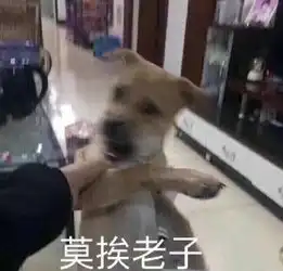 无水印逗乐专用表情包老子吃凤爪,你吃陈年泡椒