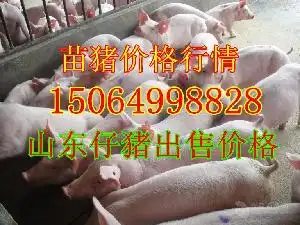 山东三元苗猪价格型号图片