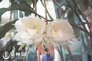 泉州小院昙花二度开良辰美景人争睹

