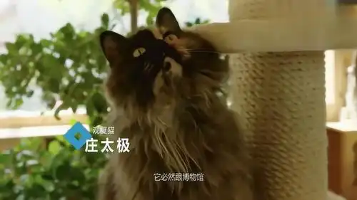 博物奇妙夜马未都讲述猫的江湖,着实令人受益匪浅
