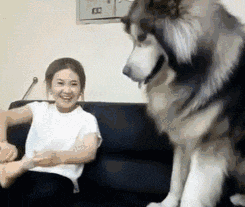 搞笑gif趣图牵手的桔子皮猪