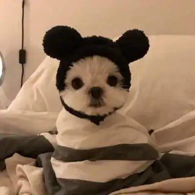 今日小宠
