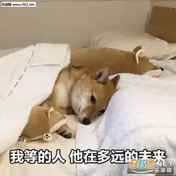 七夕单身狗柴犬图片七夕单身狗表情包柴犬下载乐游网游戏下载