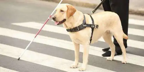 上海一男子称牵导盲犬进商场被拦,商场需要检查他的狗证件是否齐全
