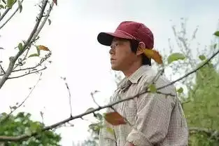 这个日本老人15年疯子般的坚持,种出了2年都不会烂的苹果
