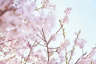 小森林爱和生活在一蔬一饭之间