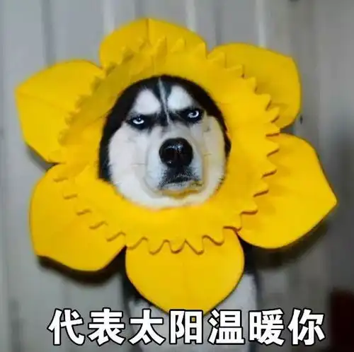 一套哈士奇表情包,收好不谢搜狐宠物搜狐网