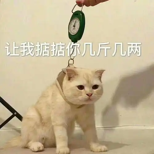 小猫咪凶巴巴表情包我不是你最爱的小猫咪了吗
