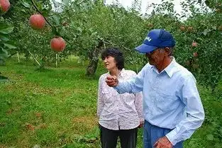 太震撼了永不腐烂的苹果您见过吗无情也是有情
