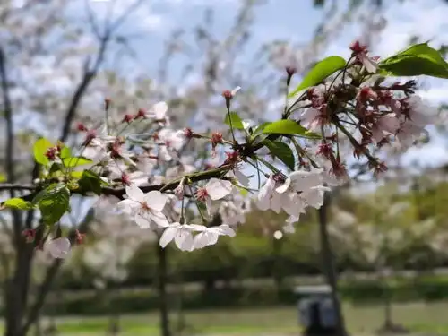 清明节小长假最后一天,海湾国家森林公园樱花纷飞牡丹绽放迎来大批踏青游客
