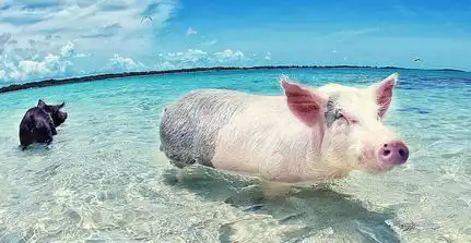 巴哈马群岛游泳猪蹿红网络会下水冲浪向游客讨食