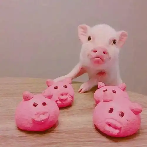 生肖猪人,4天内有大事发生,特别留意晚上22点22分,无喜是非来