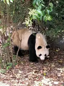 panda的基地不知道第几次游
