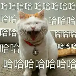 猫咪木哈哈哈哈哈表情包