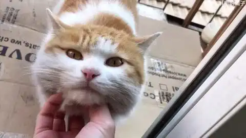 20200713橘猫会所一号男公关营业啦
