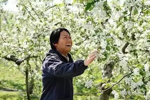 这个日本老人15年疯子般的坚持,种出了2年都不会烂的苹果
