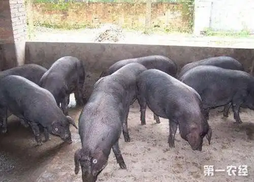 江苏宿迁猪价行情苏太猪今日最新苏太母猪价格最新苏太猪图片13852813368