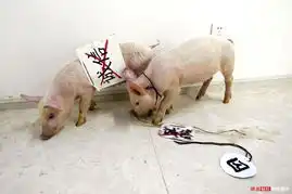 昆明一业主商铺内养猪抗议开发商失信组图
