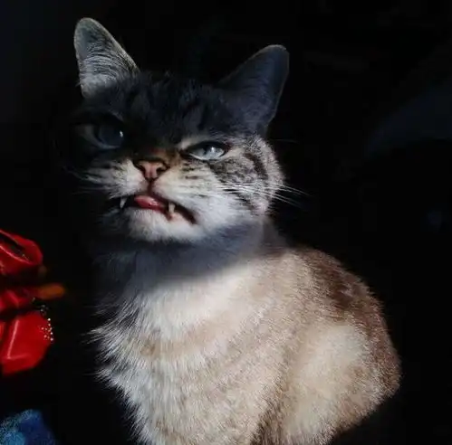 世上最邪恶的吸血鬼猫