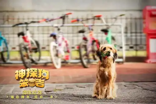 12月28日神探狗笨吉陪你跨年,旺你一年
