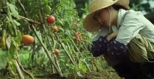暖心又开胃,评分9.0的小森林比向往的生活更治愈
