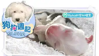 狗狗周记演员表
