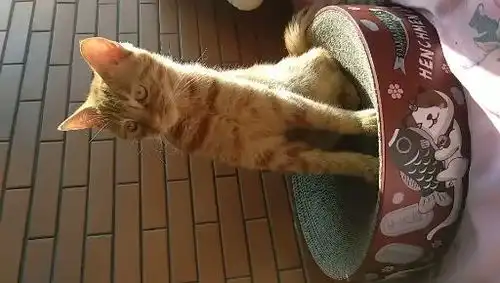 我的猫瘦不瘦橘猫

