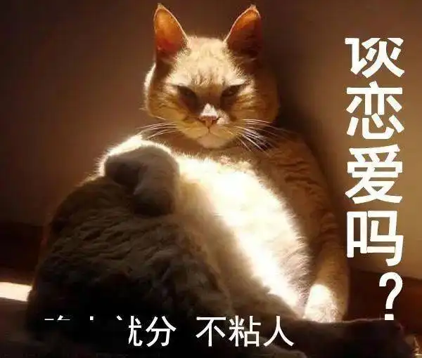 渣猫爱不爱表情包猫咪与渣女表情包真是绝配啊