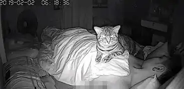 当你睡着后猫在干嘛有泰国铲屎官拍下了这一幕
