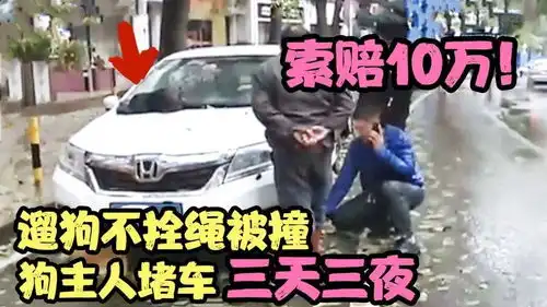 遛狗不拴绳被撞,狗主人堵车三天三夜没有10万走不了