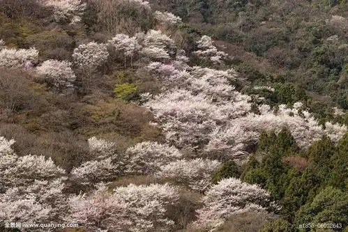 樱花季限定关西樱花乡村小森林,森系精致6人小团
