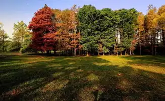 错过春日昙花,都市里还有小森林郊游去哪上海篇
