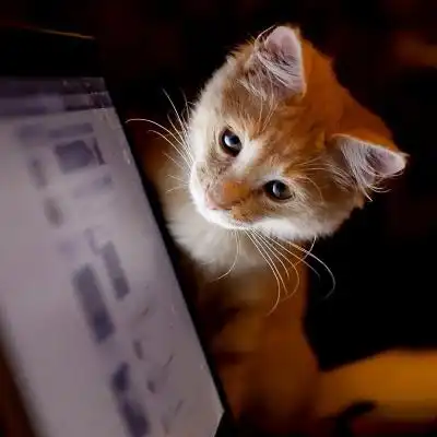 好看的小猫图片头像,特别萌的户外小野猫图片
