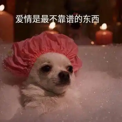 七夕搞笑表情包青蛙孤寡单身狗出租一套