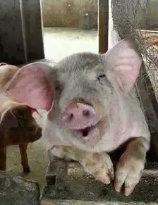搞笑动物图片大全