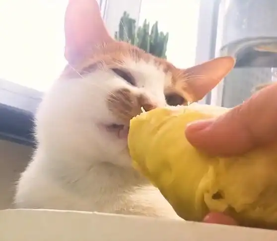 动物看到榴莲都是什么反应二哈嫌弃吐掉,而橘猫不愧是胖橘