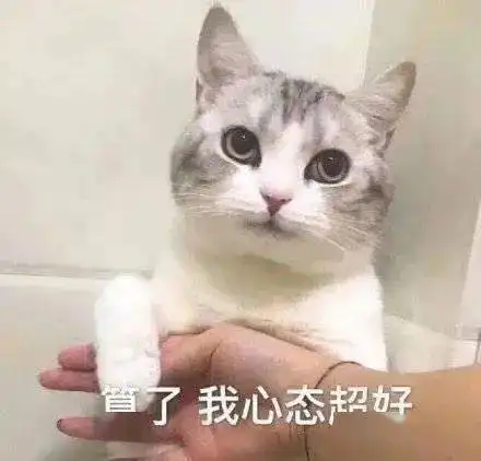 每周猫咪沙雕表情包速存
