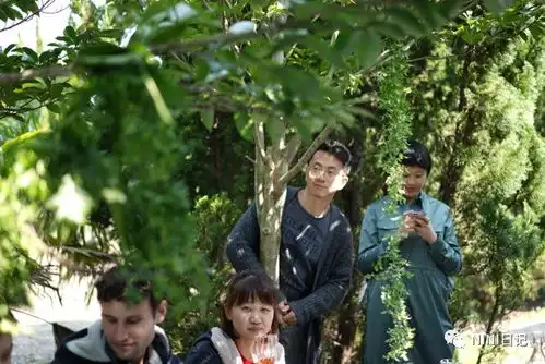 治愈系小森林,这次轮我们是主角
