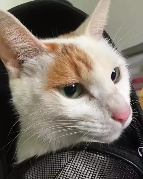 外籍教师收养流浪猫,橘猫老大亲切指导填表,橘猫以后交给你了