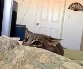 搞笑gif趣图妹子,没事逗猪干嘛呢
