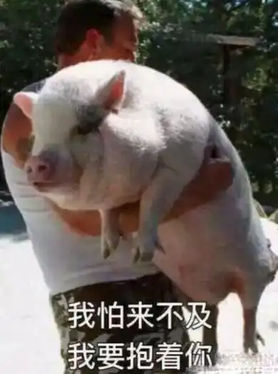 关于过年最难忘的记忆,果然还是村里那头眉清目秀的猪
