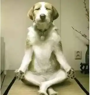 七夕单身狗