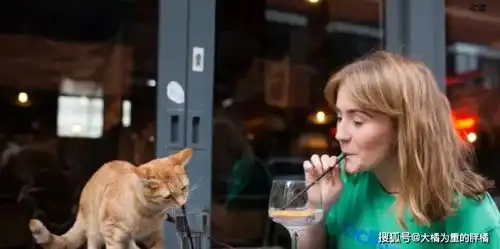 橘猫爱陪主人逛酒吧,零食饮料免费享用,众人还拿它当酒友
