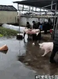 搞笑图片这只猪改变了我对猪队友的理解,哈哈哈
