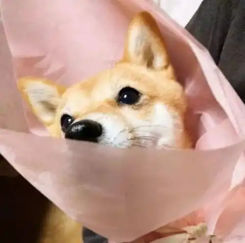 没想到啊,养狗居然还有这些妙用......
