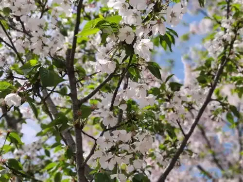 清明节小长假最后一天,海湾国家森林公园樱花纷飞牡丹绽放迎来大批踏青游客

