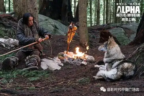 阿尔法狼伴归途一人一狼千里寻家,堪比少年派
